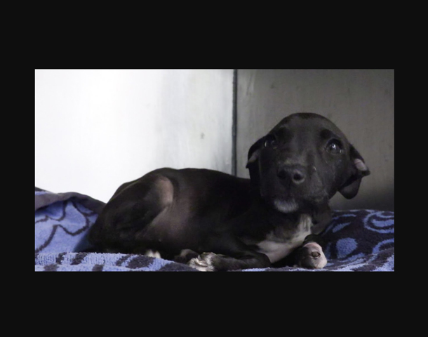 #GivingTuesday at the Louisiana SPCA by M-1 Studios