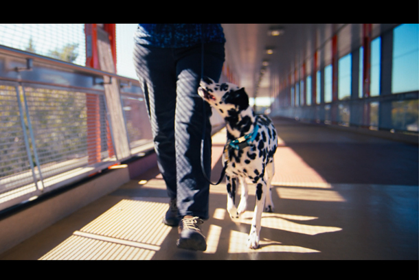 Everything We Do, We Do for Dogs by Leap Group Agency